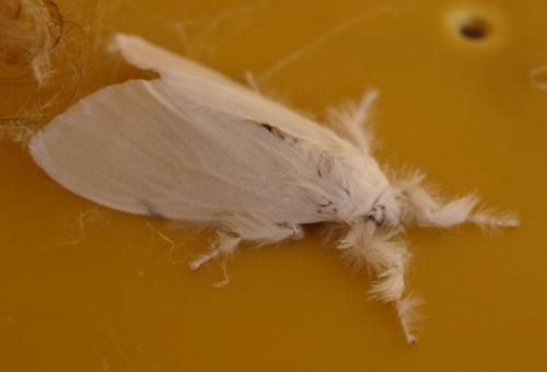 Euproctis perixesta